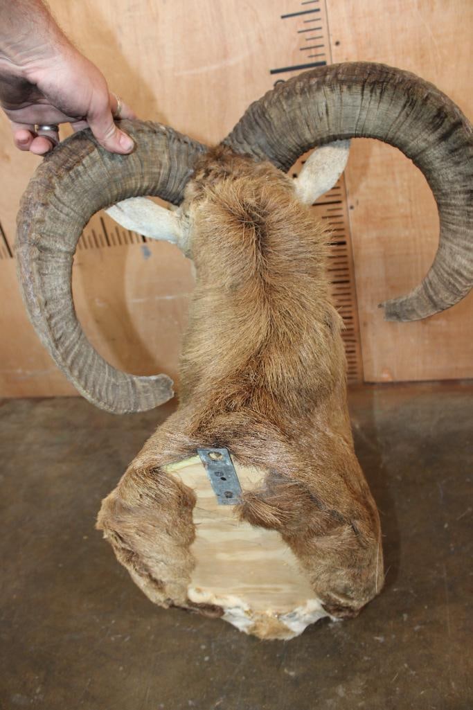 MOUFLON Shoulder Mount - 5