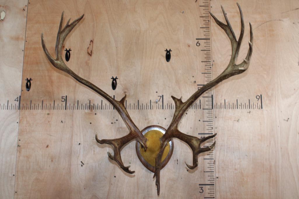 30-Point CARIBOU Antler Rack on a Wood Plaque (1 of 5)
