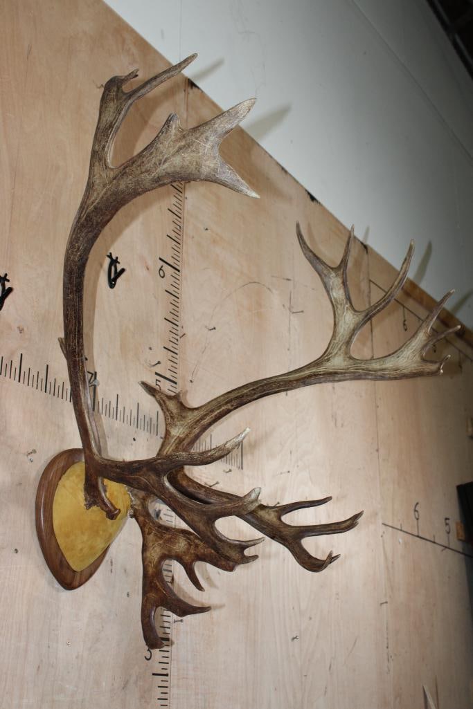 30-Point CARIBOU Antler Rack on a Wood Plaque - 2