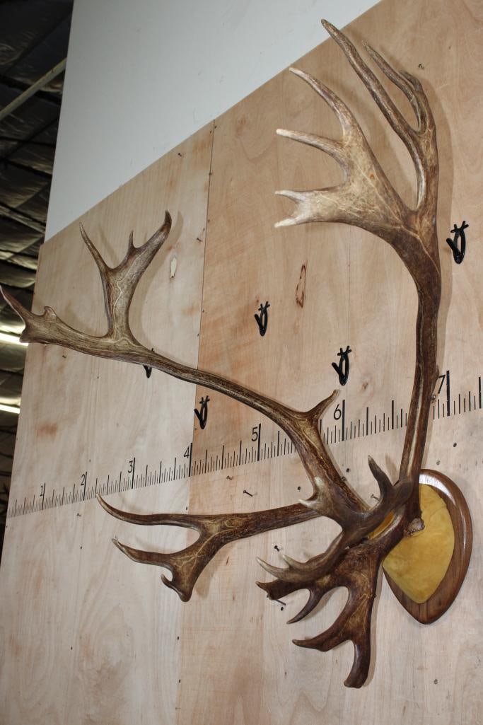 30-Point CARIBOU Antler Rack on a Wood Plaque - 3
