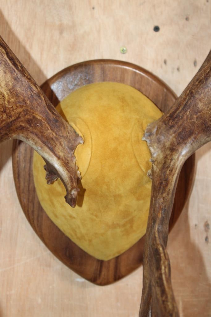 30-Point CARIBOU Antler Rack on a Wood Plaque - 4