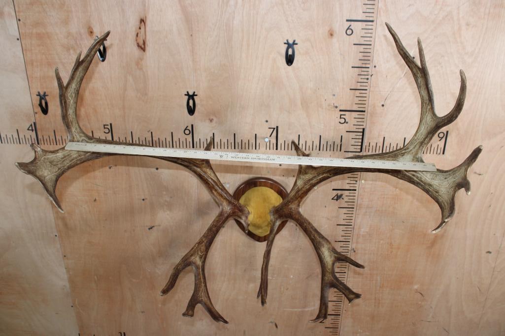 30-Point CARIBOU Antler Rack on a Wood Plaque - 5