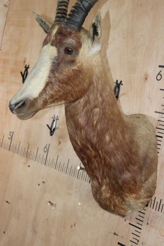 BLESBOK Shoulder Mount - 4