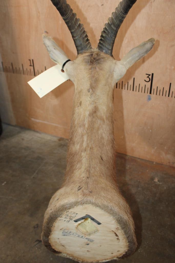 BLESBOK Shoulder Mount - 9