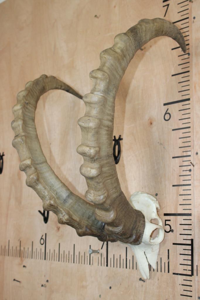 IBEX Horns on a Euro Cut Half-skull - 2