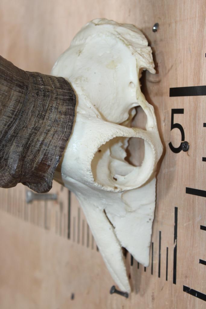 IBEX Horns on a Euro Cut Half-skull - 3