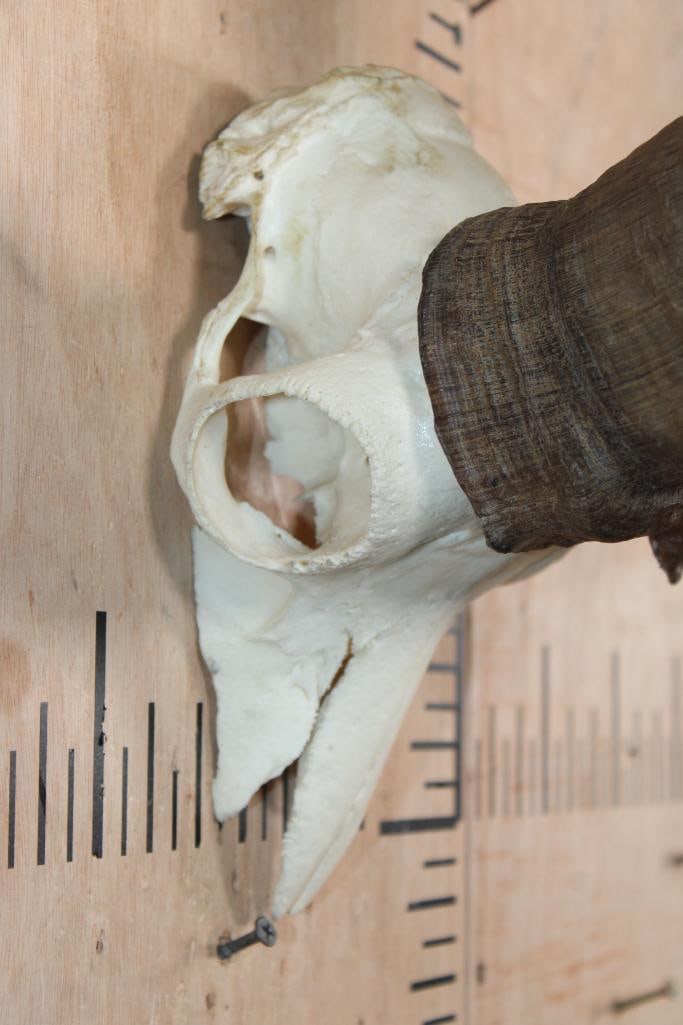 IBEX Horns on a Euro Cut Half-skull - 4