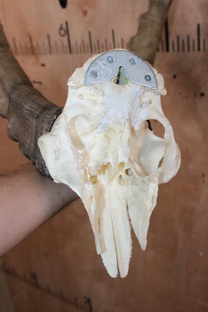 IBEX Horns on a Euro Cut Half-skull - 5