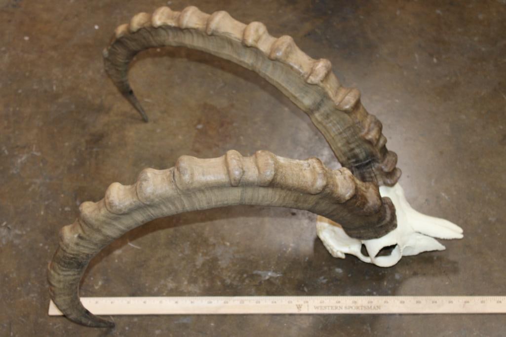 IBEX Horns on a Euro Cut Half-skull - 6