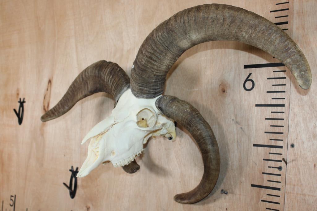 4-Horned JACOB SHEEP Skull - 2