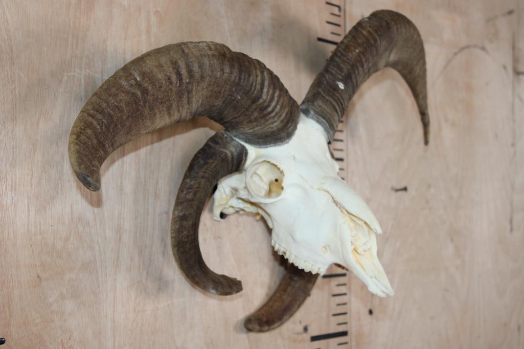 4-Horned JACOB SHEEP Skull - 3