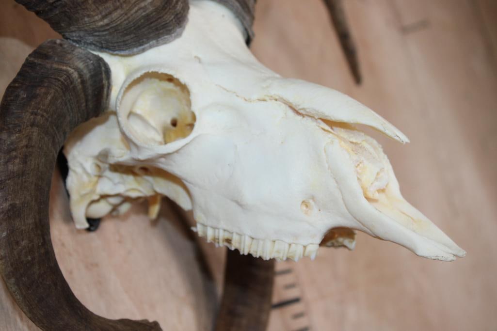 4-Horned JACOB SHEEP Skull - 4