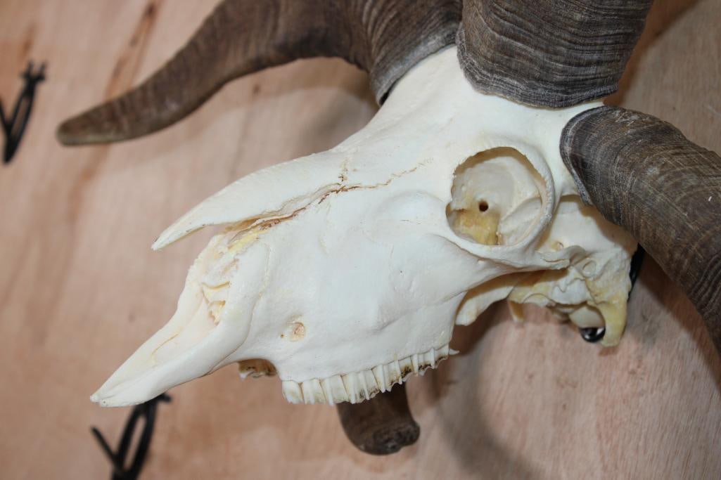 4-Horned JACOB SHEEP Skull - 5