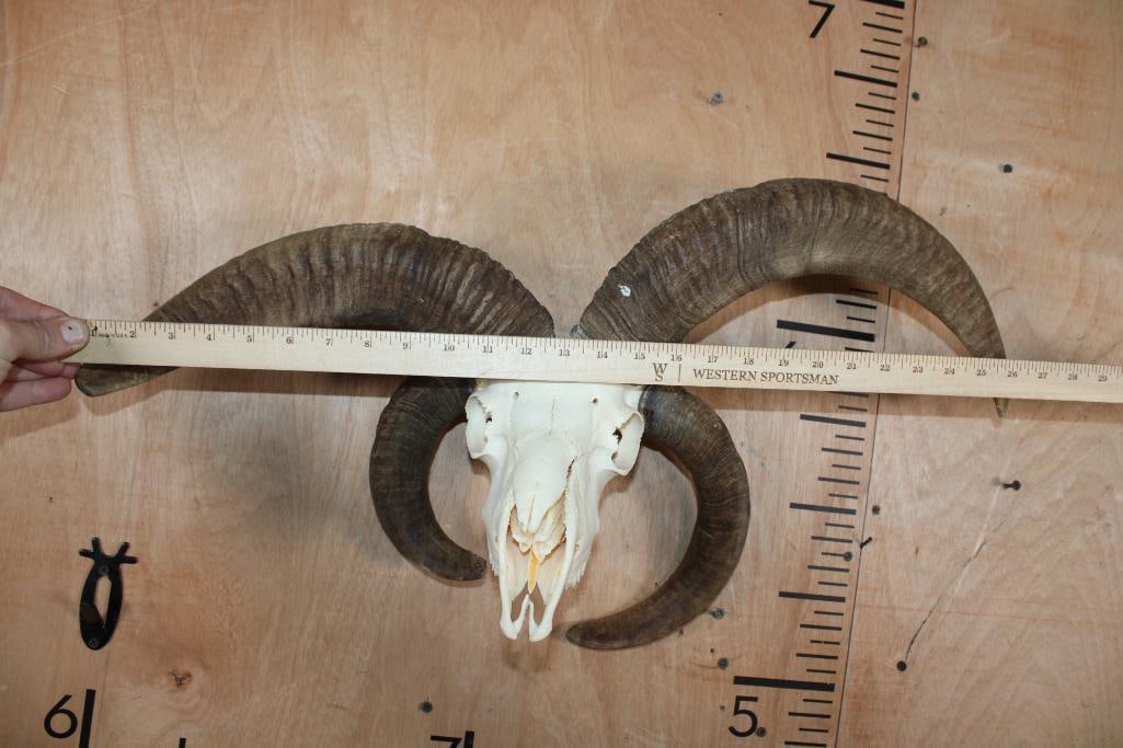 4-Horned JACOB SHEEP Skull - 6