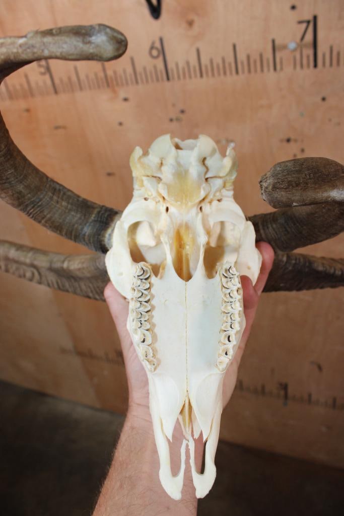 4-Horned JACOB SHEEP Skull - 7