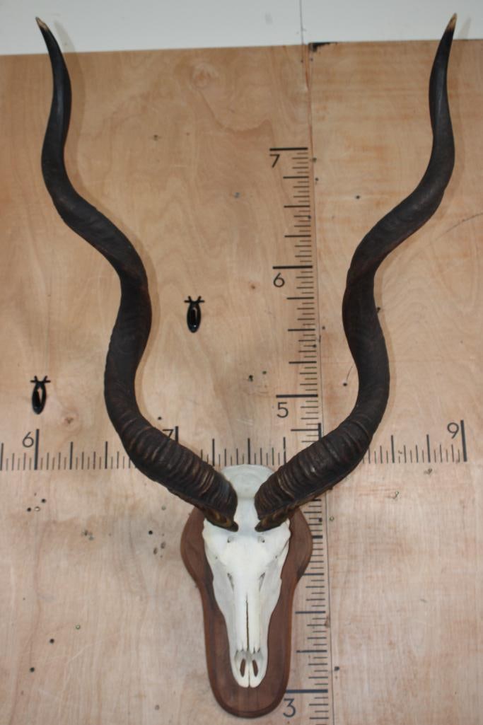Big KUDU Skull on a Wood Plaque: Big KUDU Skull with All his teeth. It is mounted on a Wood Plaque. The Horns measure 51" and 50.5" Long. TAXIDERMY SKULLS 