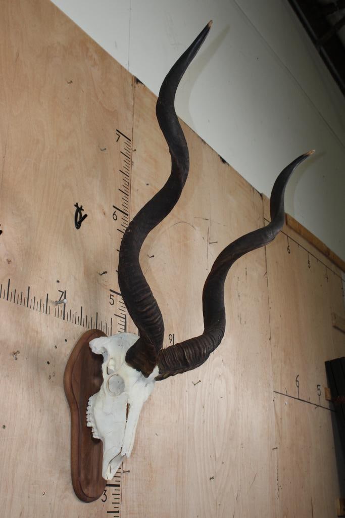 Big KUDU Skull on a Wood Plaque - 2