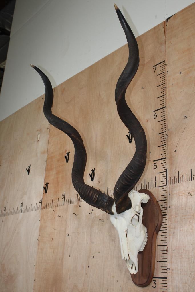 Big KUDU Skull on a Wood Plaque - 3