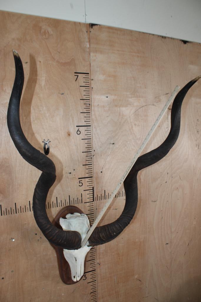 Big KUDU Skull on a Wood Plaque - 4