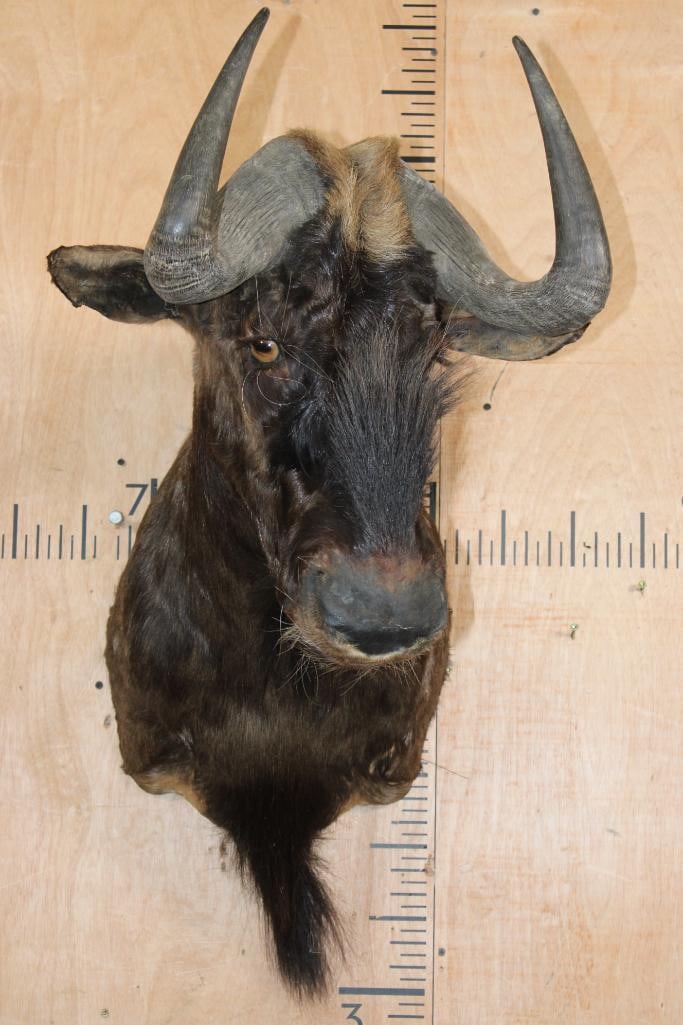 BLACK WILDEBEEST Shoulder Mount - 2