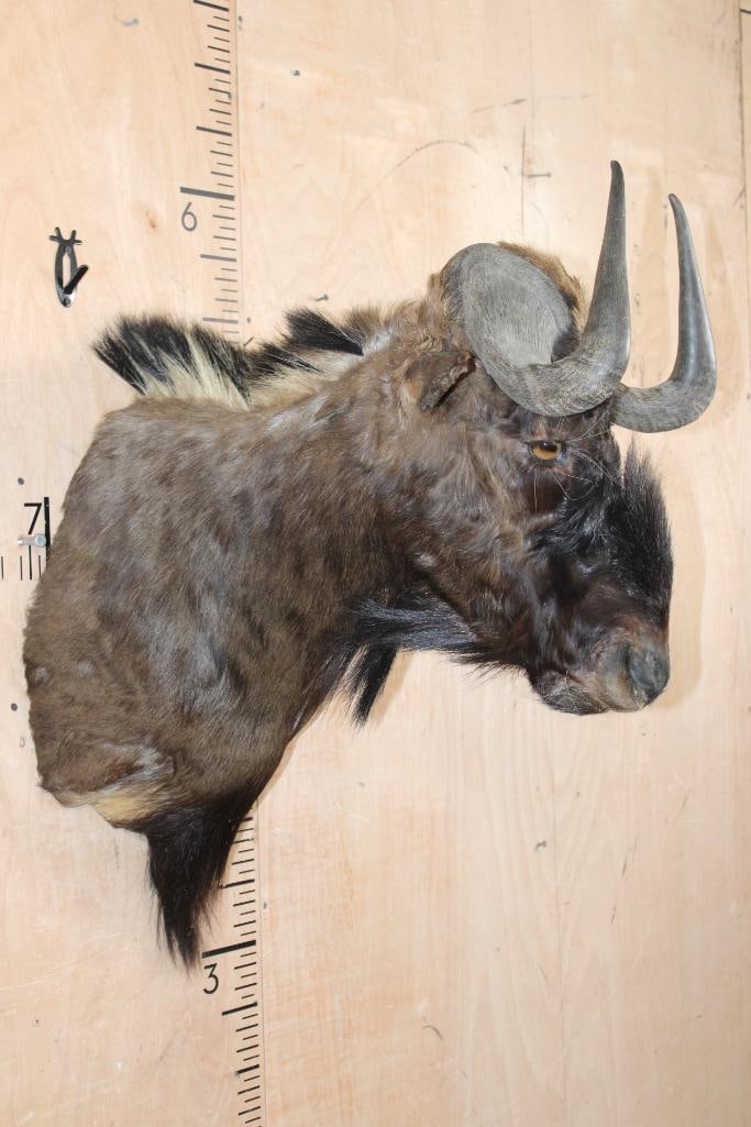 BLACK WILDEBEEST Shoulder Mount - 3