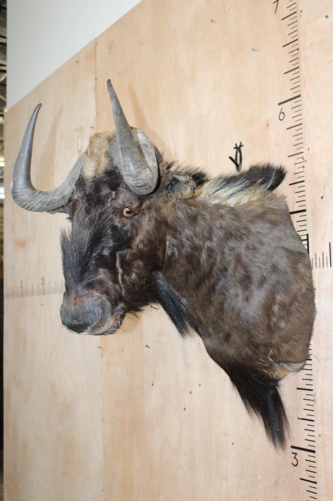 BLACK WILDEBEEST Shoulder Mount - 4