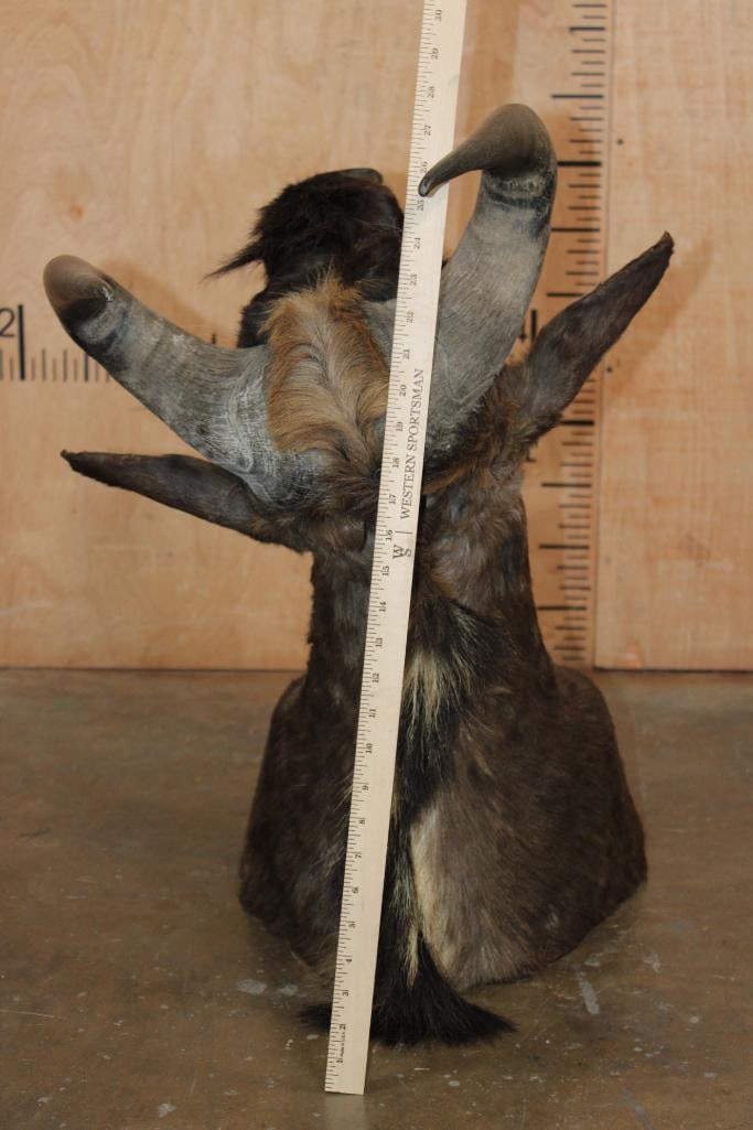 BLACK WILDEBEEST Shoulder Mount - 5