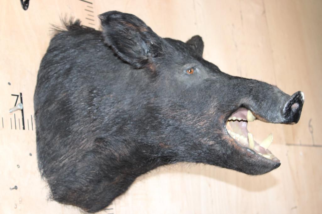 WILD HOG or BOAR Shoulder Mount with Reproduction Tusks - 2