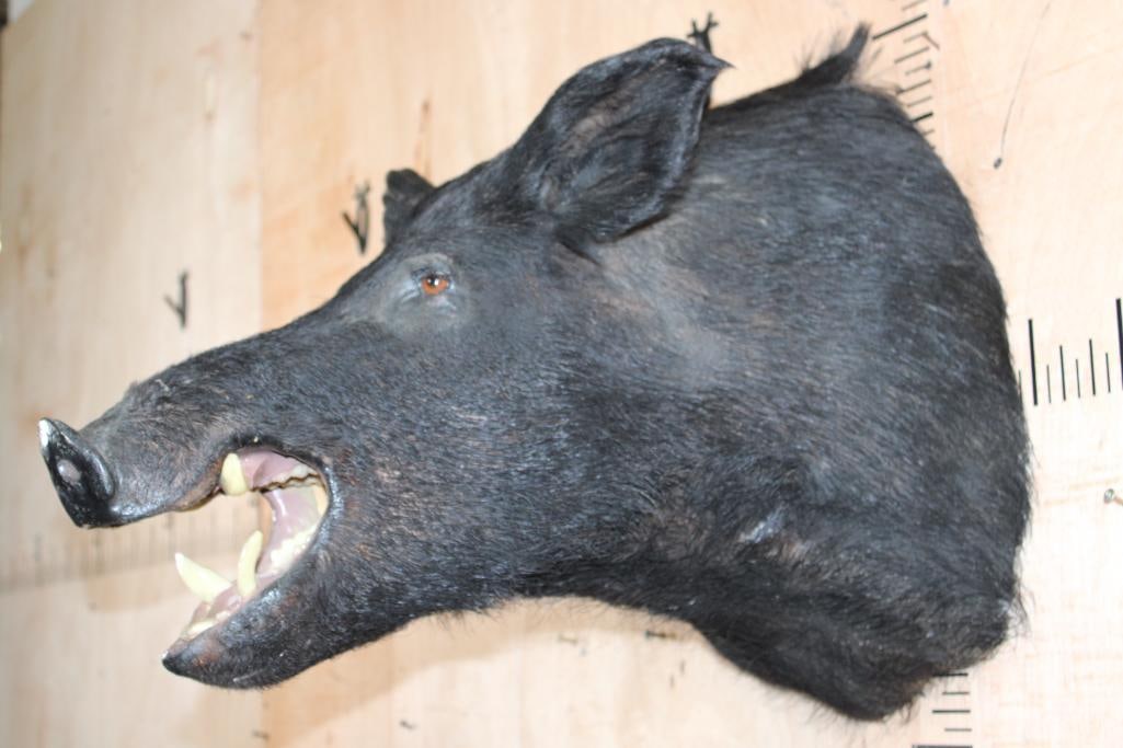 WILD HOG or BOAR Shoulder Mount with Reproduction Tusks - 3