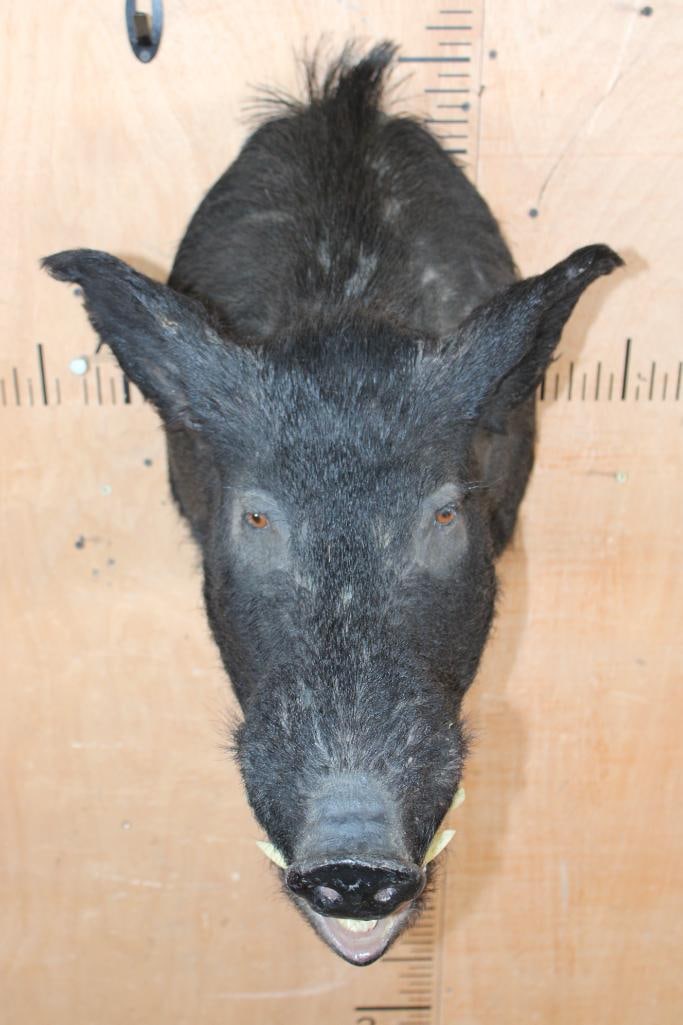 WILD HOG or BOAR Shoulder Mount with Reproduction Tusks - 4