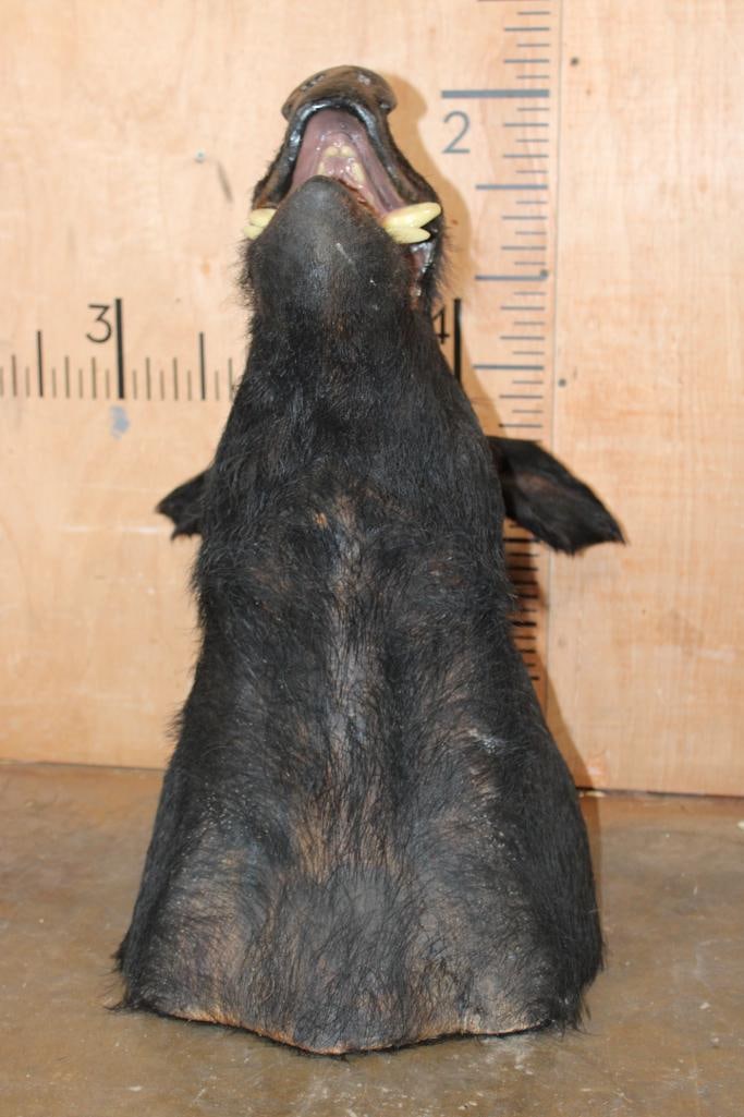 WILD HOG or BOAR Shoulder Mount with Reproduction Tusks - 5
