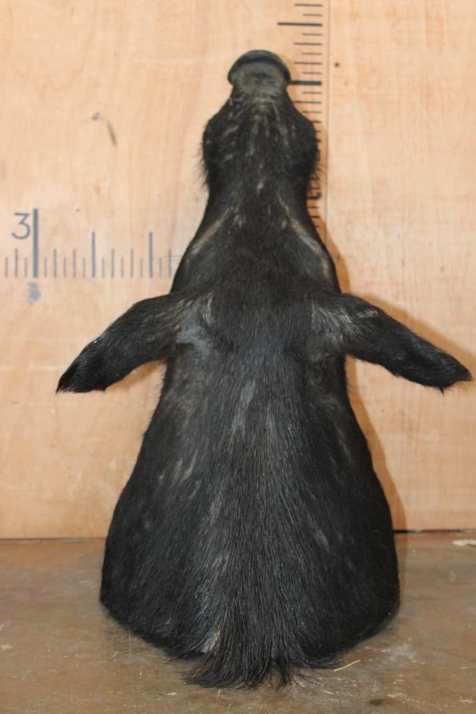 WILD HOG or BOAR Shoulder Mount with Reproduction Tusks - 6