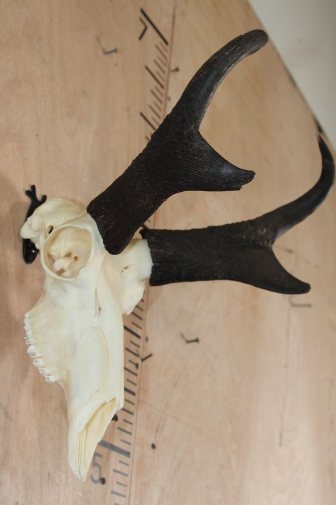 PRONGHORN Skull - 2