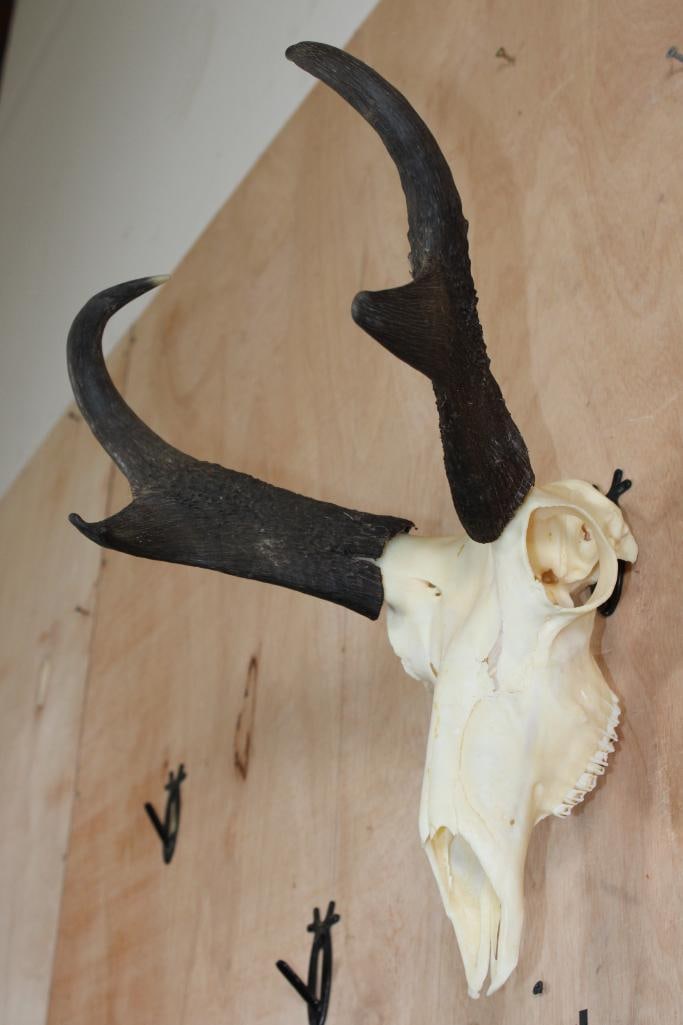 PRONGHORN Skull - 3