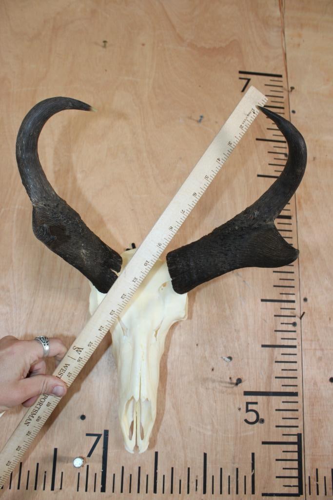 PRONGHORN Skull - 4
