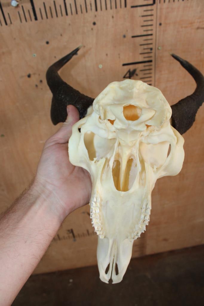 PRONGHORN Skull - 5