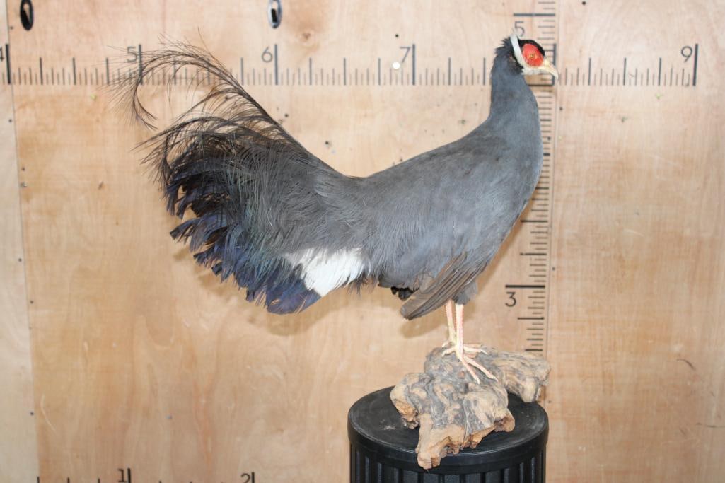 BLUE EARED PHEASANT on a Driftwood Base - 2