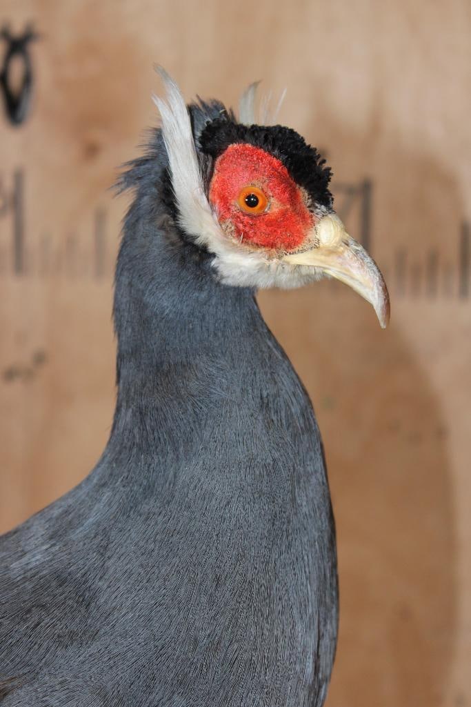BLUE EARED PHEASANT on a Driftwood Base - 3