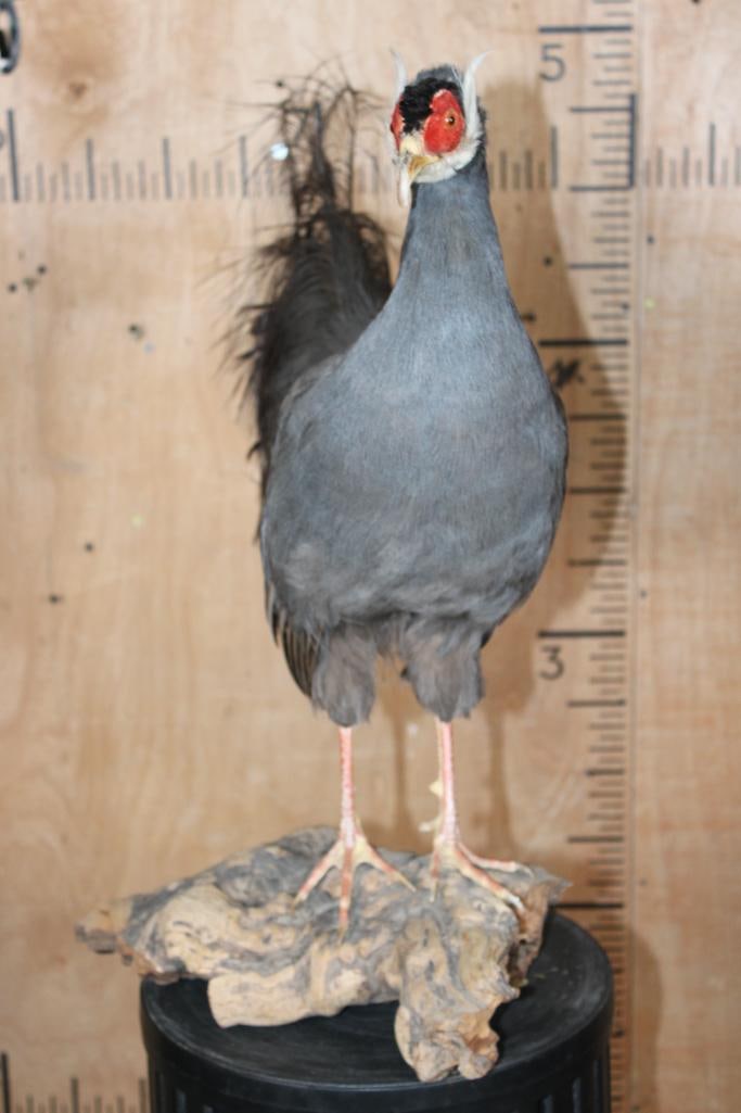 BLUE EARED PHEASANT on a Driftwood Base - 4