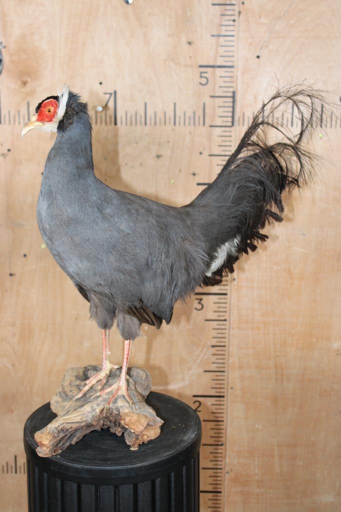 BLUE EARED PHEASANT on a Driftwood Base - 5