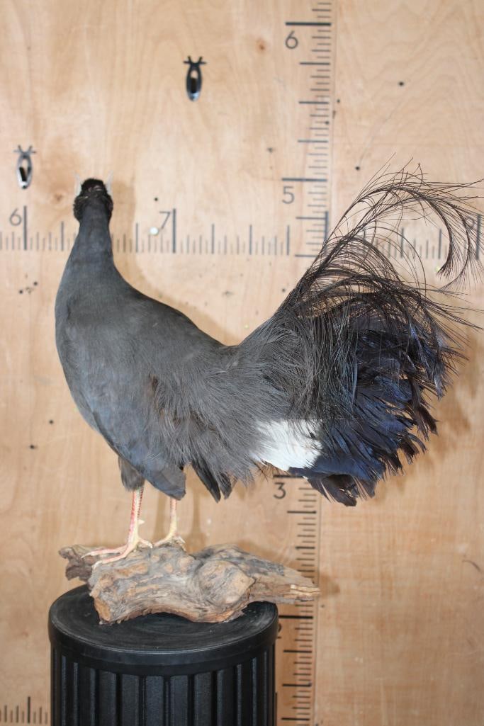 BLUE EARED PHEASANT on a Driftwood Base - 6