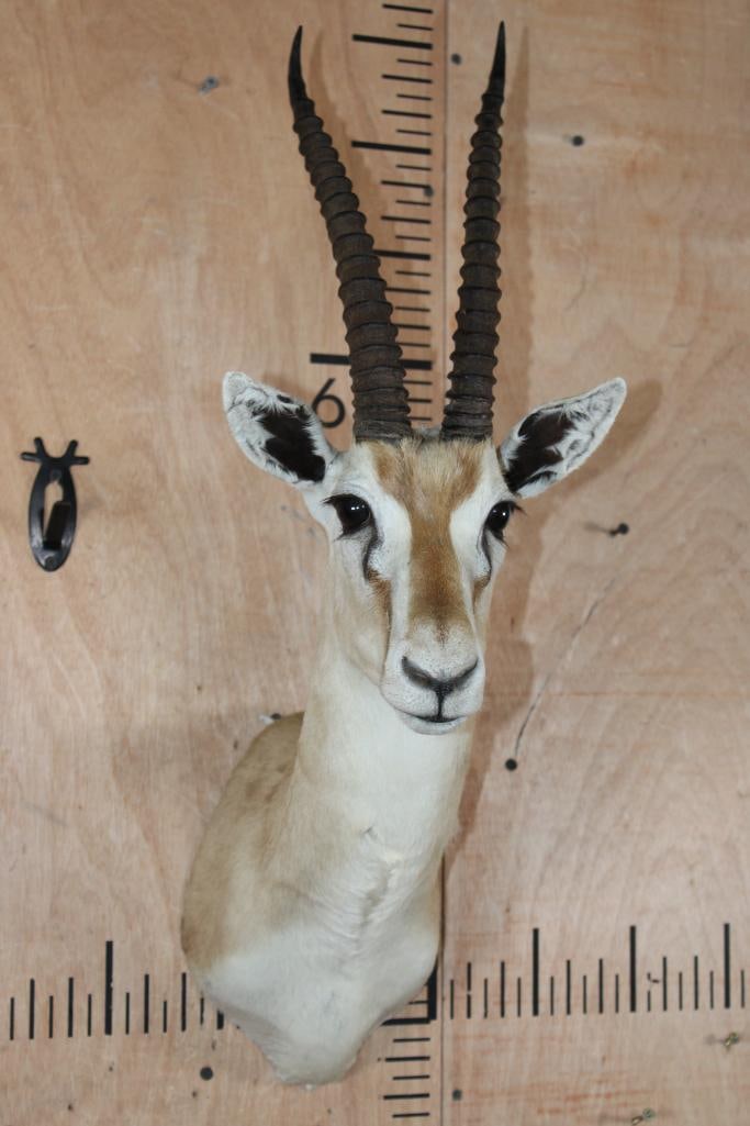 THOMSON'S GAZELLE Shoulder Mount - 2