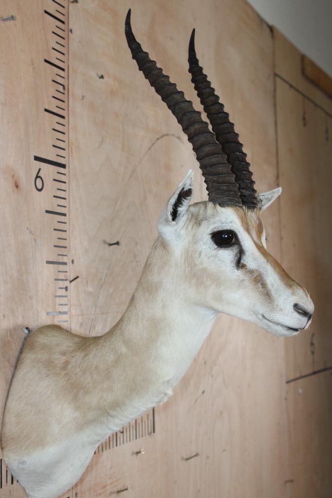 THOMSON'S GAZELLE Shoulder Mount - 3