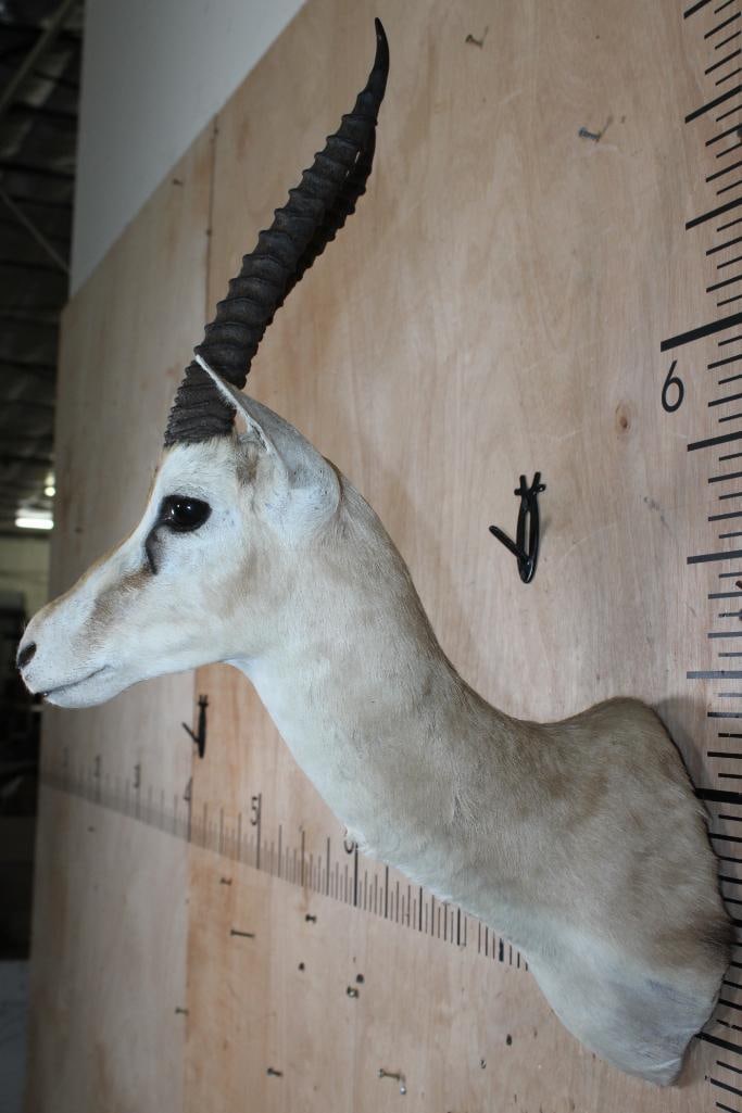 THOMSON'S GAZELLE Shoulder Mount - 4