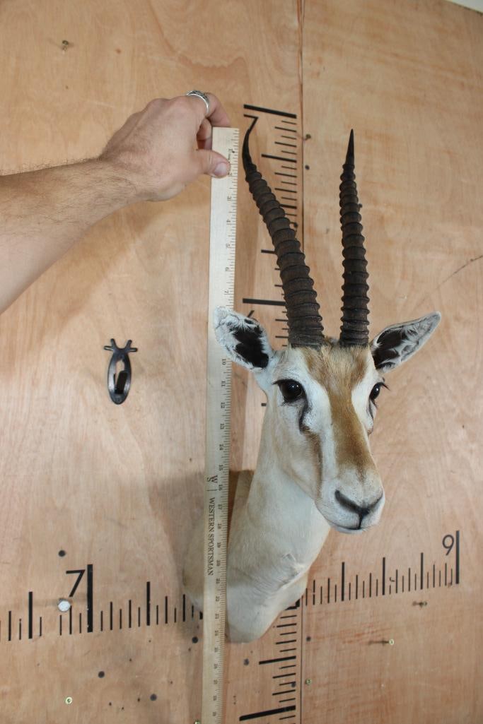THOMSON'S GAZELLE Shoulder Mount - 5