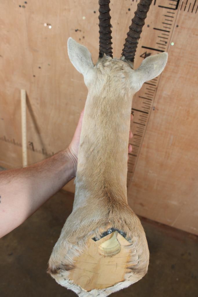 THOMSON'S GAZELLE Shoulder Mount - 6