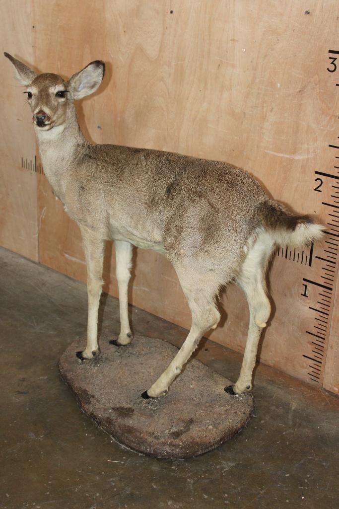 WHITETAIL DEER Fawn on a Natural Base - 2