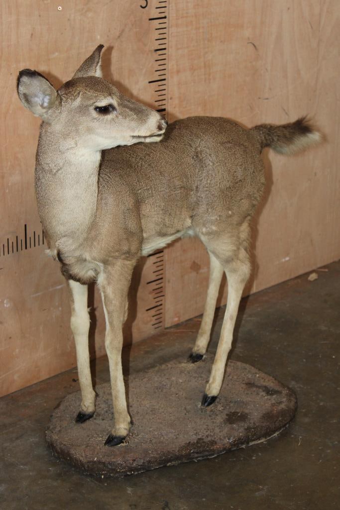 WHITETAIL DEER Fawn on a Natural Base - 3