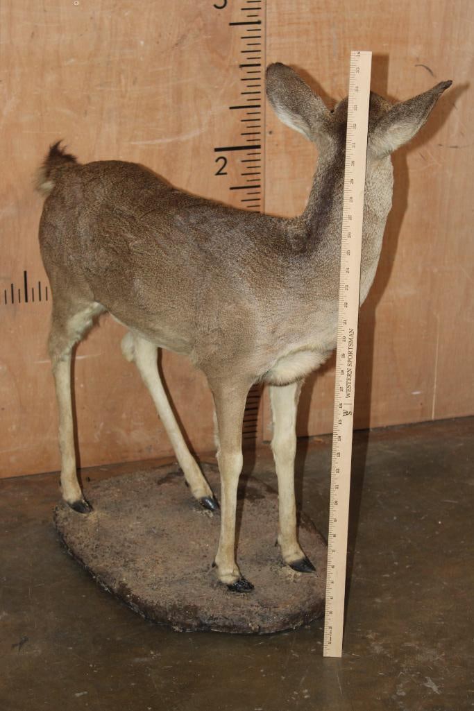 WHITETAIL DEER Fawn on a Natural Base - 4