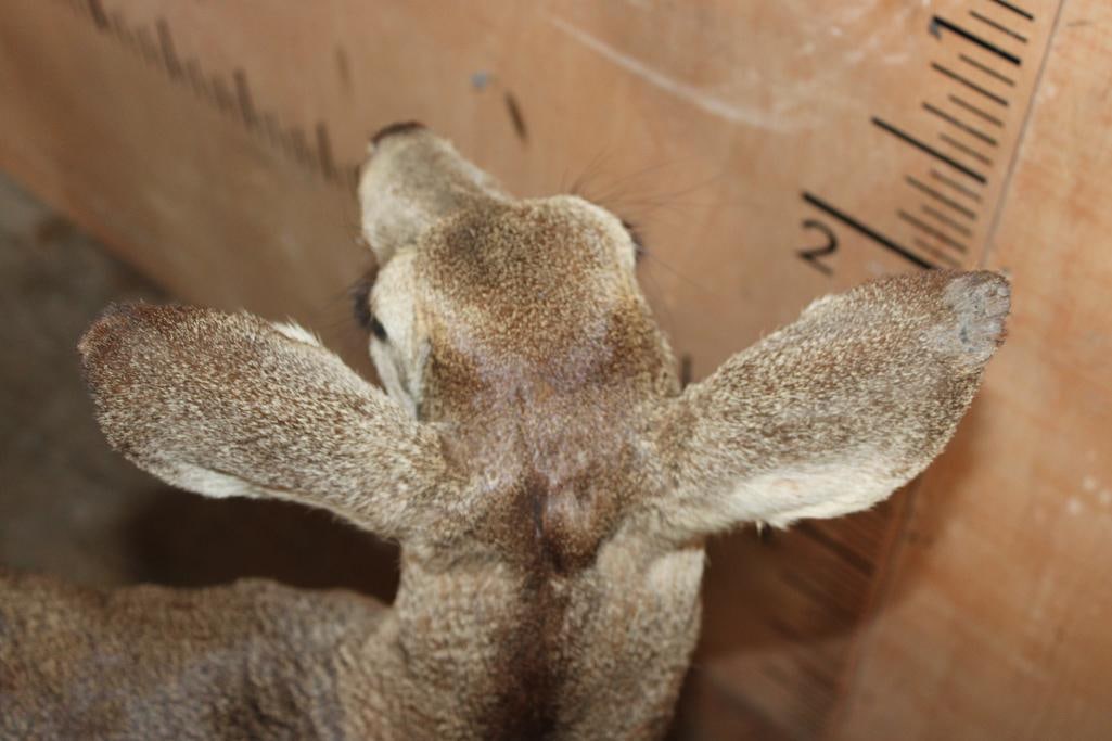 WHITETAIL DEER Fawn on a Natural Base - 5